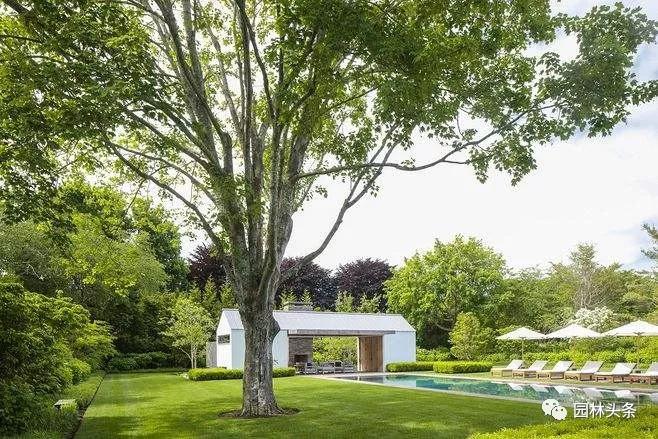 这八个孤植树种越来越吃香值得关注