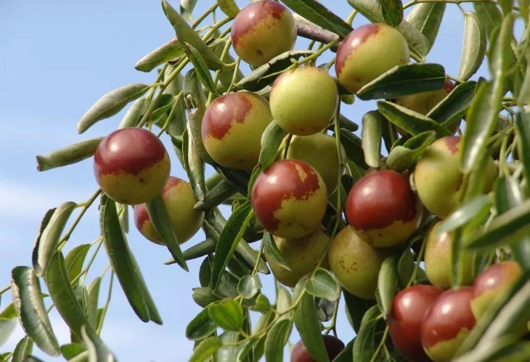 沧州2019中国农民丰收节暨黄骅冬枣节即将盛大开幕