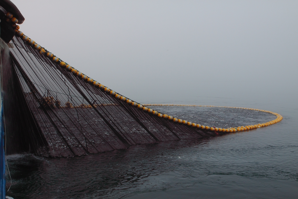 海上渔船作业,一网茫茫多的鱼,揭秘围网渔船捕捞现场