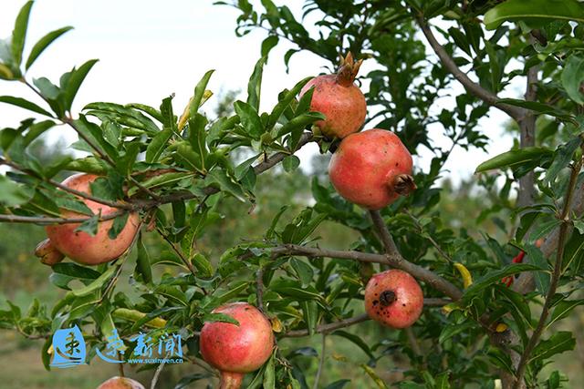 宿豫:富民的石榴红了
