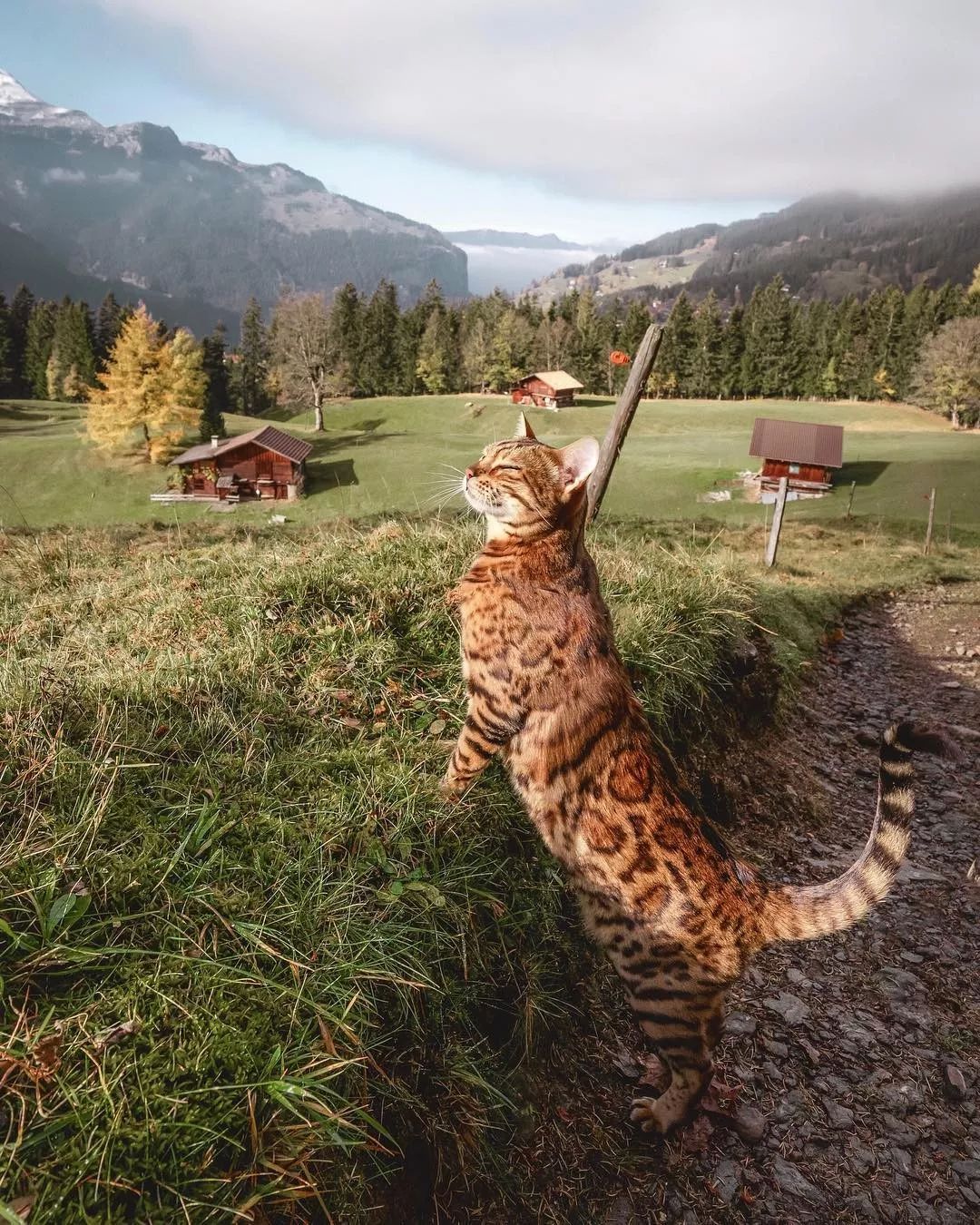 带猫旅行圈粉160万,这位另类博主亲身示范:释放天性太爽了!_suki