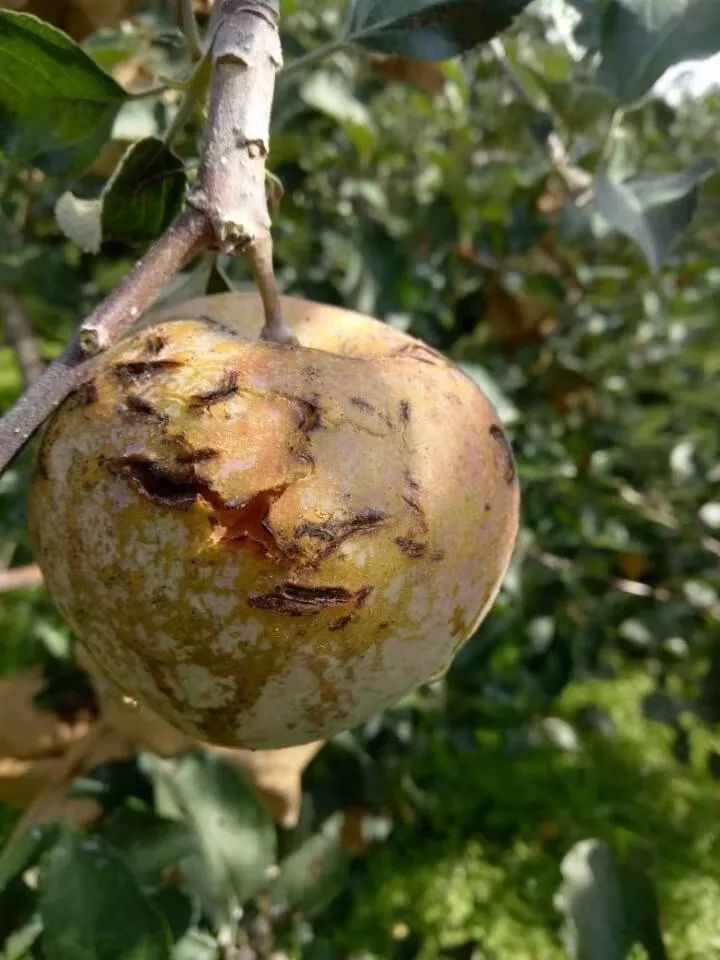 长,气温低,光照不足,致使部分果园积水,内涝和湿度过大,极易诱发裂果