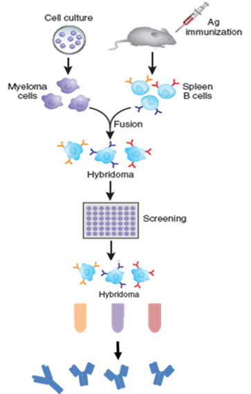 雜交瘤技術製備單克隆抗體