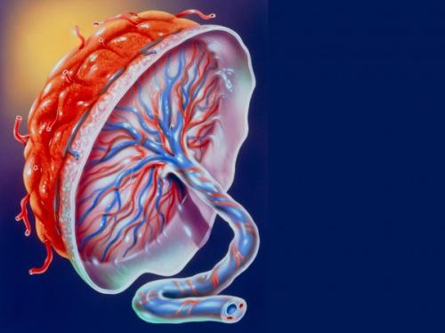 原创产检时发现一个胎儿两个胎盘,是怀的双胎,还是妊娠出了问题?