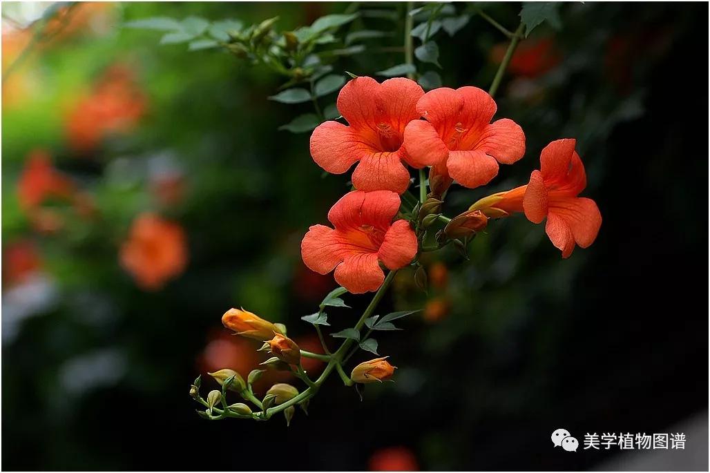 小植图谱凌霄很多人不喜欢我即使没见过我