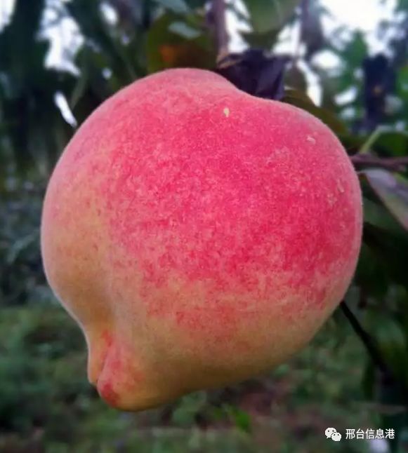 秋风习习,果园飘香,凌霄山万元寿桃大放送