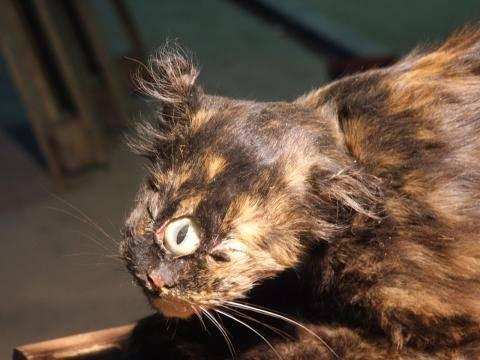 独眼小猫, 长相类似于独眼巨人