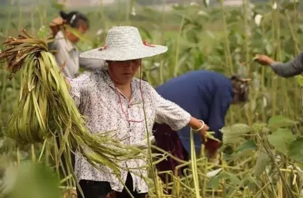黟县源头十八家,家家织麻纱|昔日风靡徽州的苎麻手工传统织布技艺,如今已经鲜有人知!_麻布