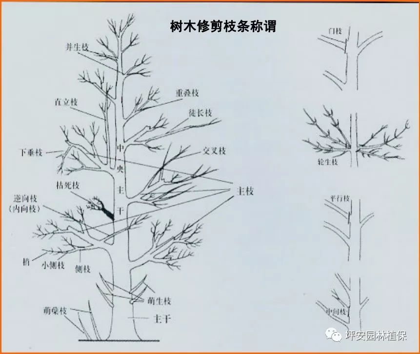 枣树幼树修剪图解图片
