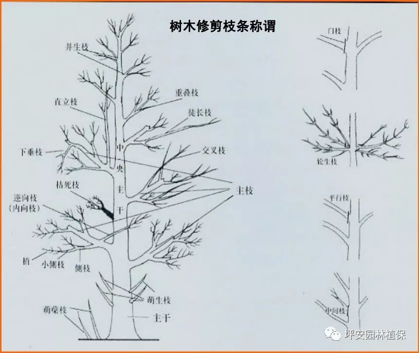 乔木的修剪方法图解图片