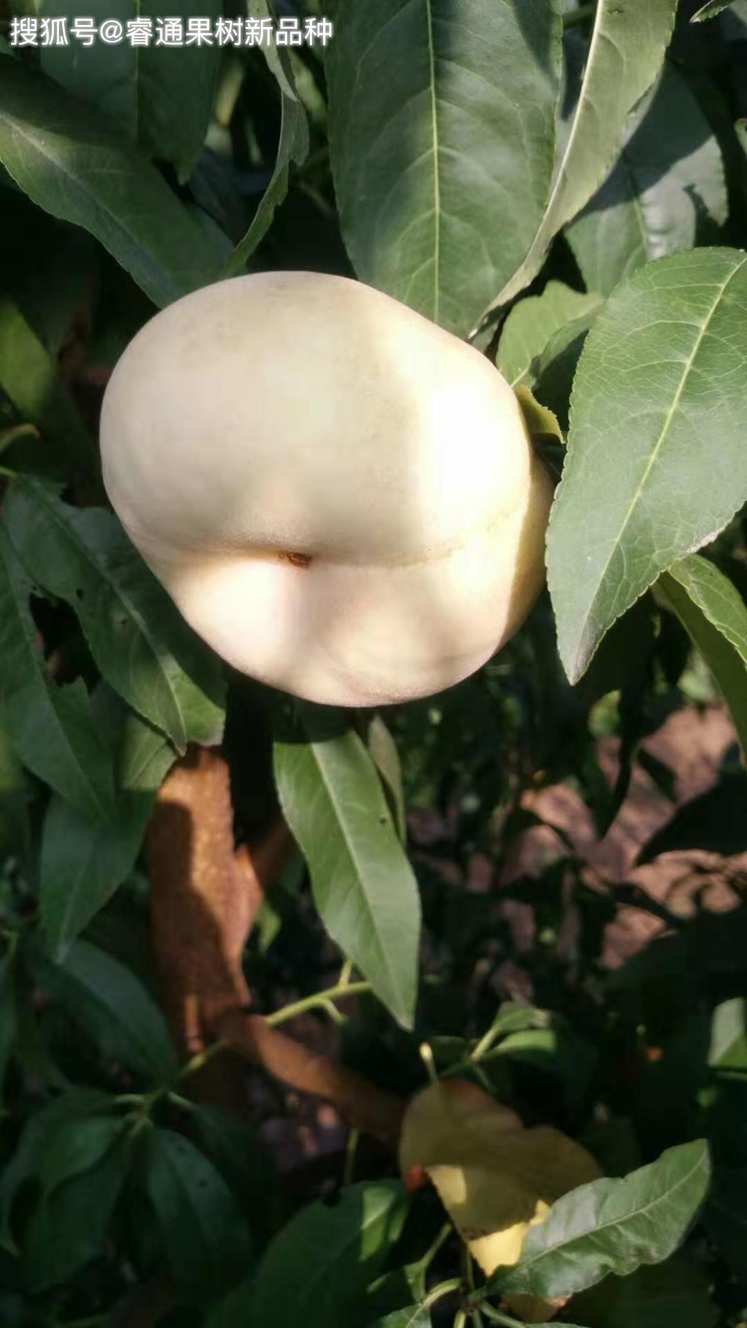 奶油蟠桃,白玉蟠桃,36-3油蟠桃苗原来是一个品种(图)