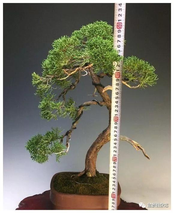 一盆作古催老的济州真柏盆景