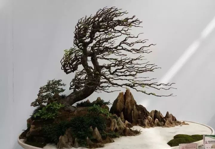 自然类树桩盆景造型10大式样