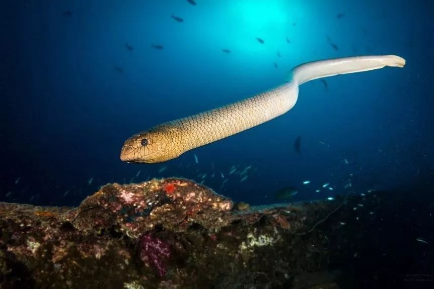 潜行家物种海蛇之谜巨型海蛇是蛇颈龙吗