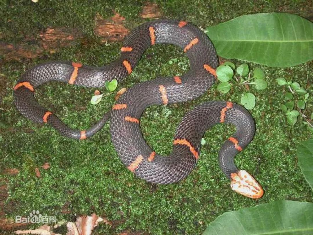 古蔺发现蛇类大熊猫太罕见了
