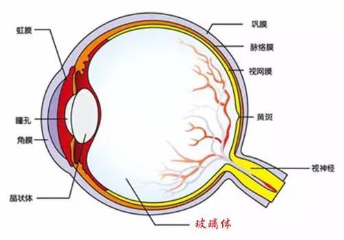 得了沙眼衣原体帮人口_沙眼衣原体图片(3)