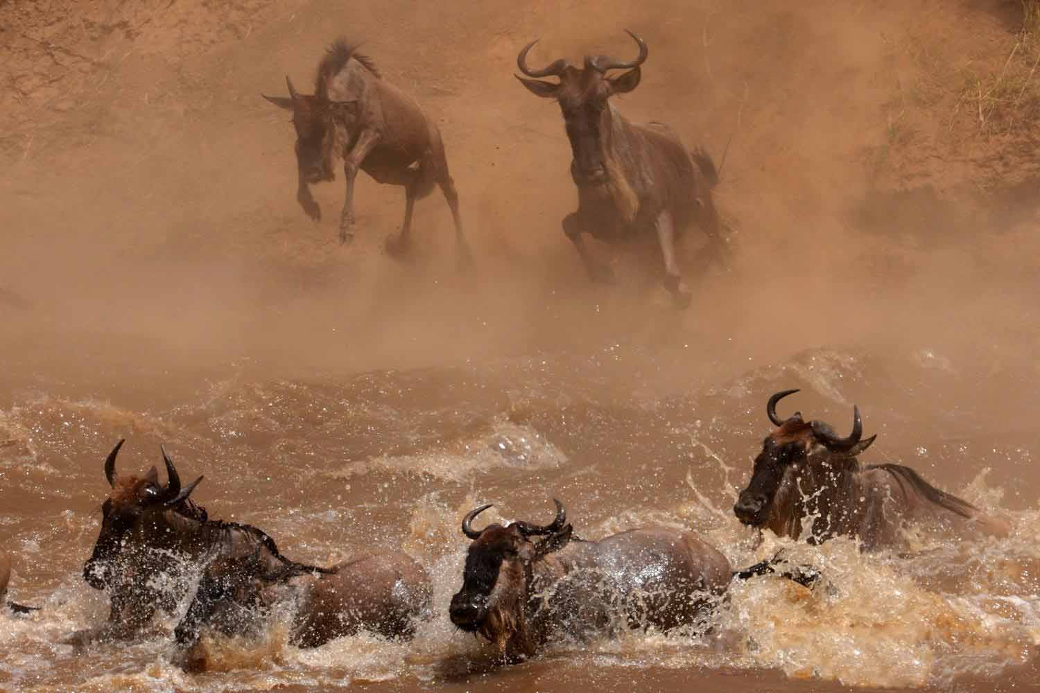 非洲角马大迁徙图片图片