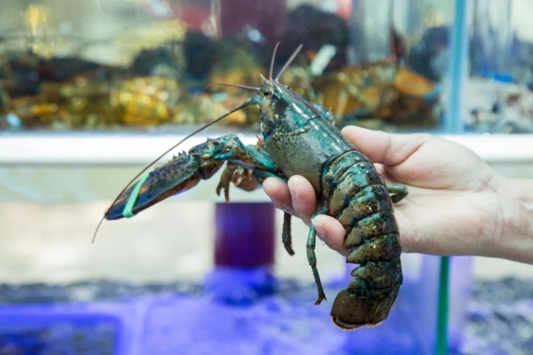 花胶鸡锅66元鲍鱼1元菜品再同享68折魔都这家打边炉疯了