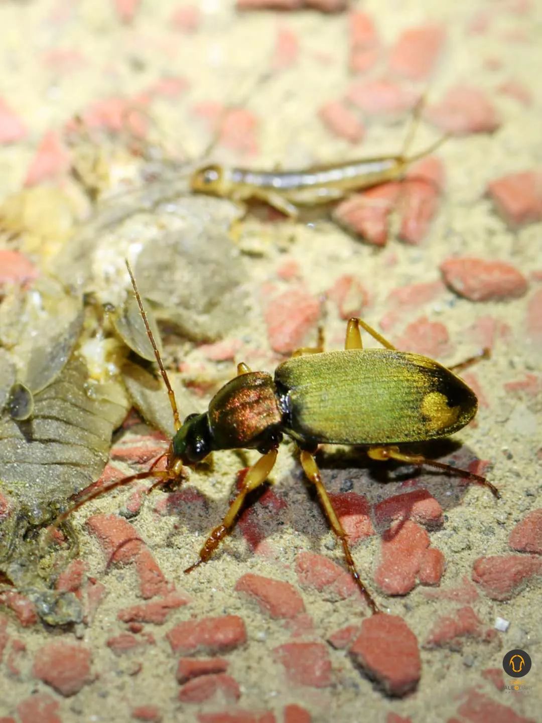 青步甲步甲马陆有双炯炯有神的复眼,轻摆着长长的身体,冲你露出谜之