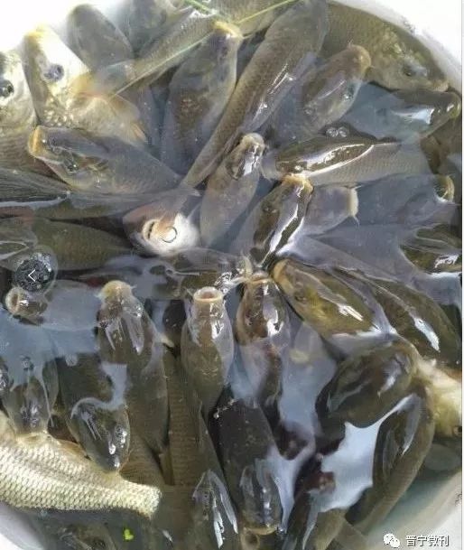 丰收的九月,璀璨的夕阳 ——2019年夕阳"丰收节"暨第二届谷花鱼节,等