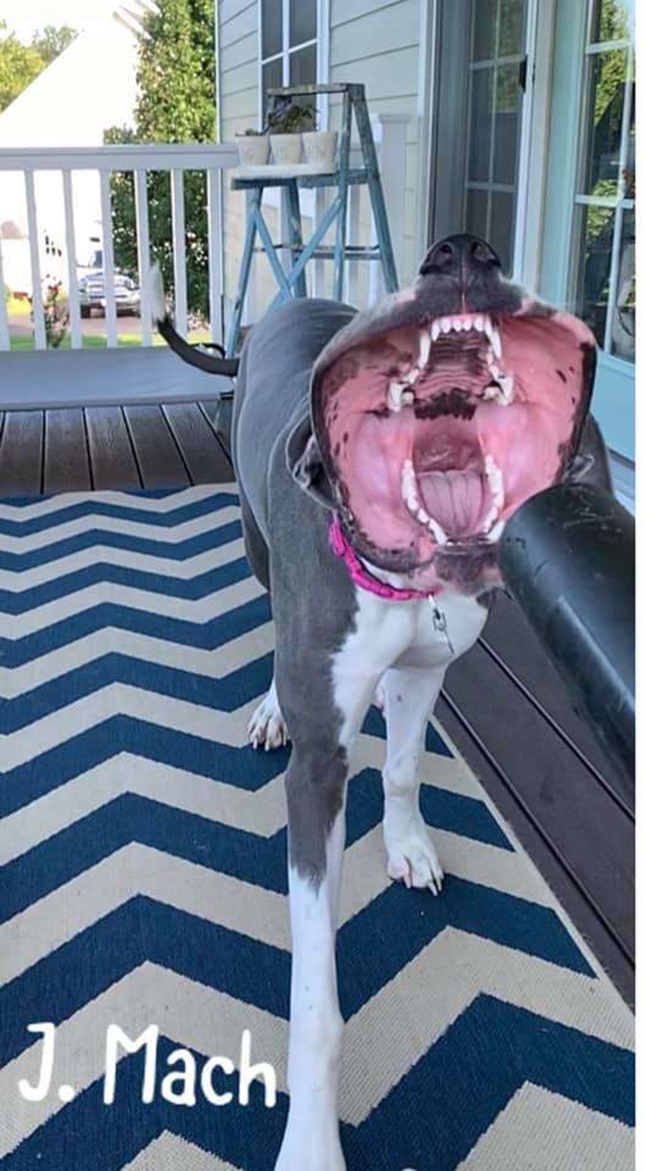 食人花怪兽惊现后花园?知道真相后,各路大神上演ps大战