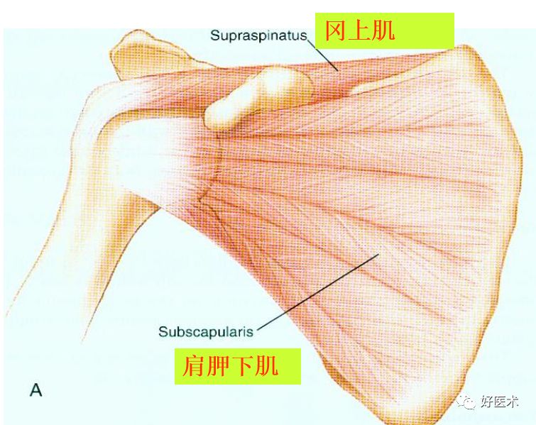 肩痛康復肩關節損傷影像診斷技巧