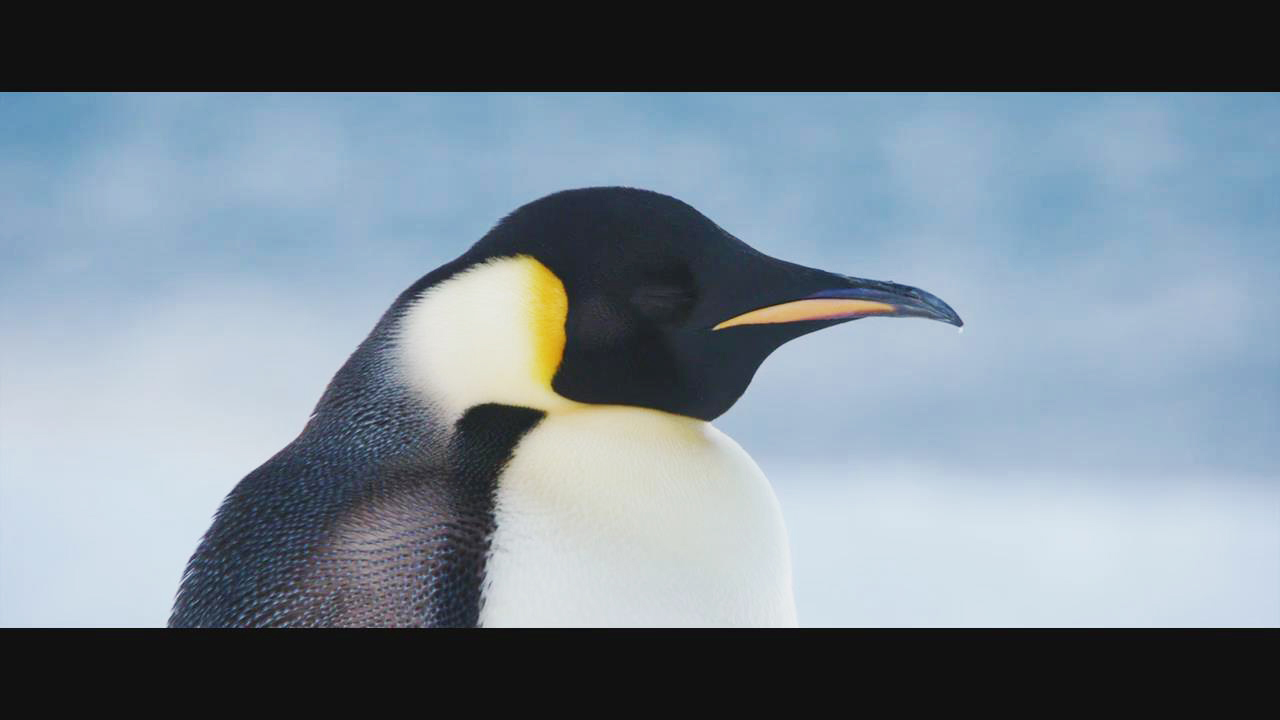 电影帝企鹅日记2召唤