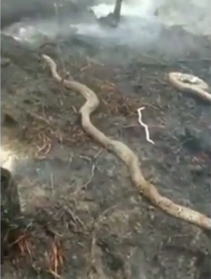 另外3条蟒蛇也同样被烧死.