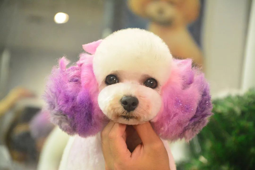 名师直播课丨宠物店实用·快速染色技巧