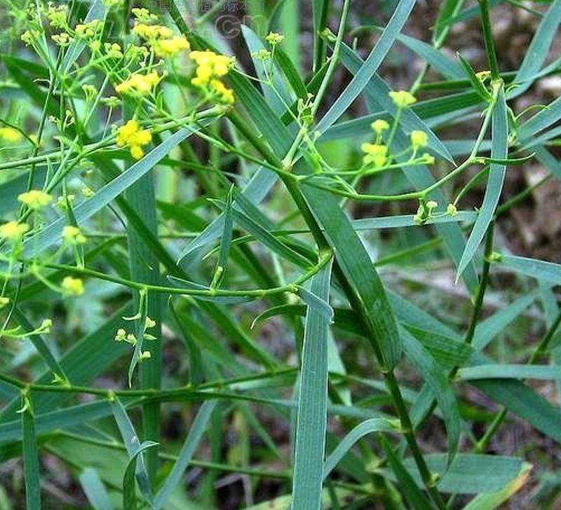 农村都有哪些野生草药一些来看看吧