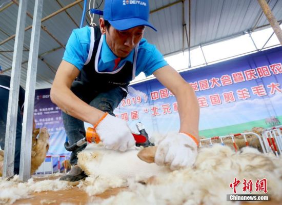 據瞭解,這些羊毛將用於服裝業羊毛大衣,羊絨衫,或者羊毛被毛毯,以及