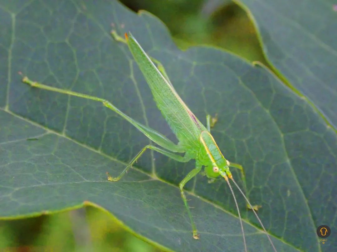 听说秋天的奥森它们个头很大