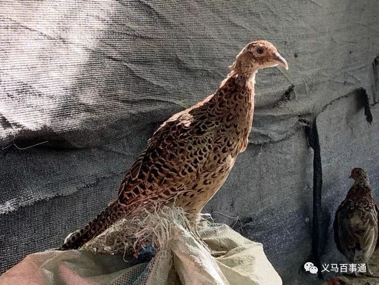 义马农民丰收节邀请函看孔雀尝小吃还能免费套粉丝