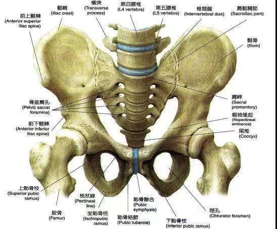 骨盆界线将骨盆分成上下二部分