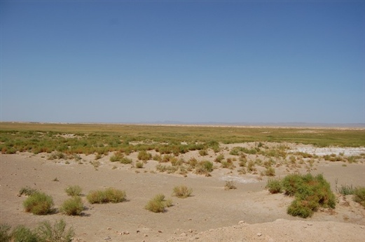 盐碱地到底是什么