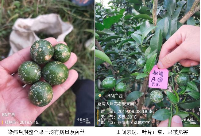 柑橘白粉病的症状是什么(柑橘白霉病图片)