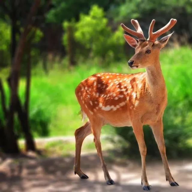 到长白山森工汪清林区邂逅小鹿享受奇妙旅程