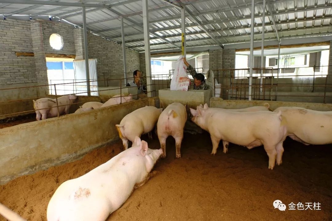 天柱建起首家规模发酵床养猪场