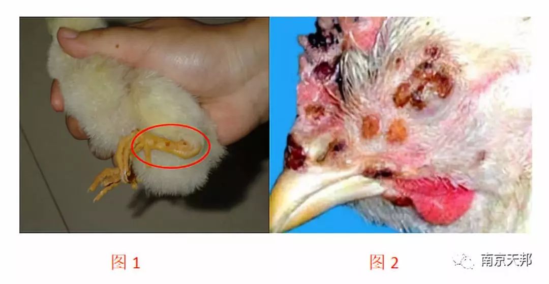 鸡痘疫苗刺种部位图图片