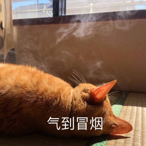 燃起来了猫咪表情图片