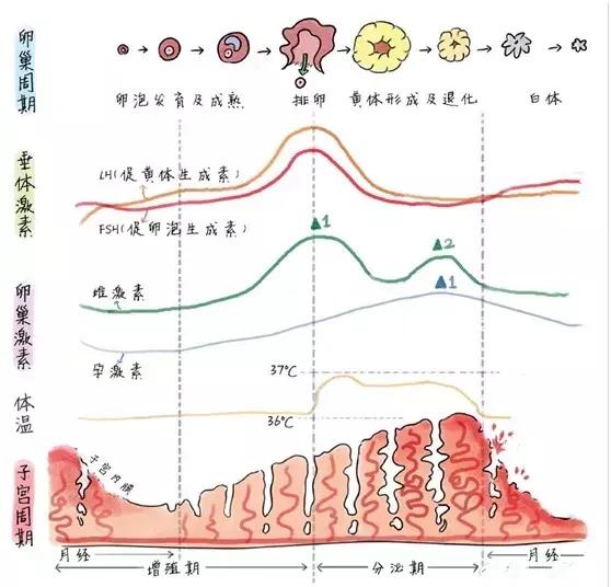 子宫内膜66岁多厚正常图片