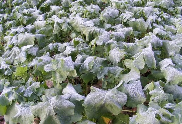 霜冻来袭东北多地气温降到0左右关注气温对农作物的影响