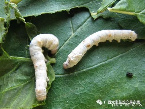 关于小蚕饲养需要掌握的管理技术