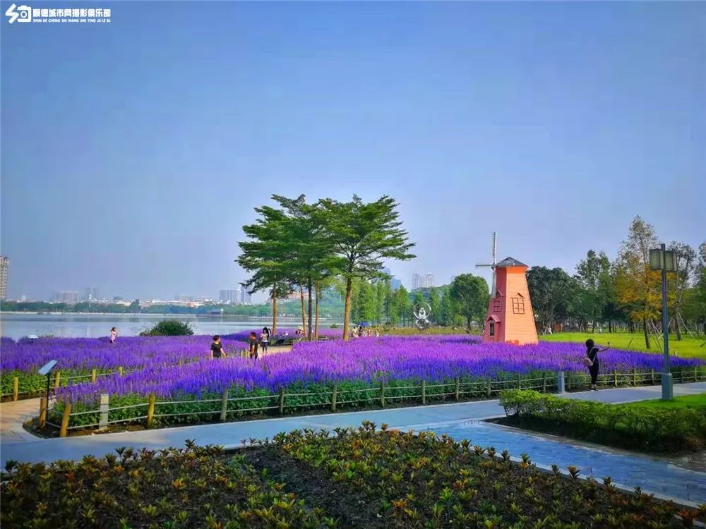 顺德惊现一大片紫色花海!就在……市民:万能的公园!