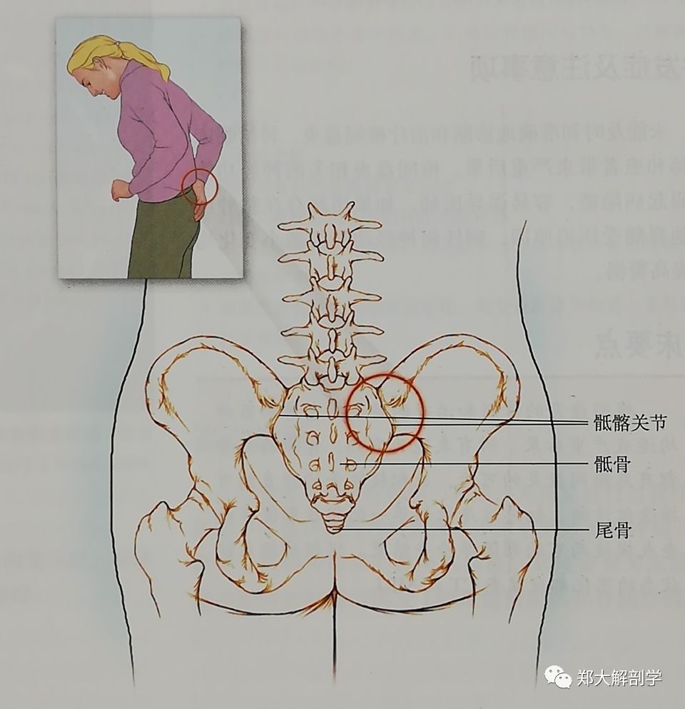 女性腰胝骨位置示意图图片