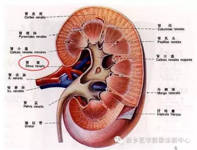 这9种肾窦病变，看看看完能掌握几个？_肿瘤