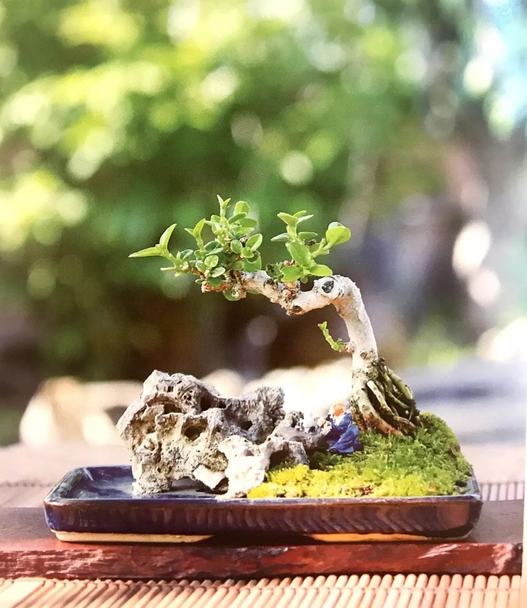 六款水旱式树石盆景,哪款是你喜欢的,台长就为你献上哪款秘笈!