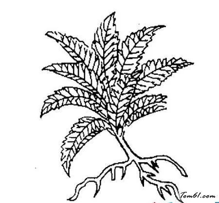 板蓝根的宜与忌