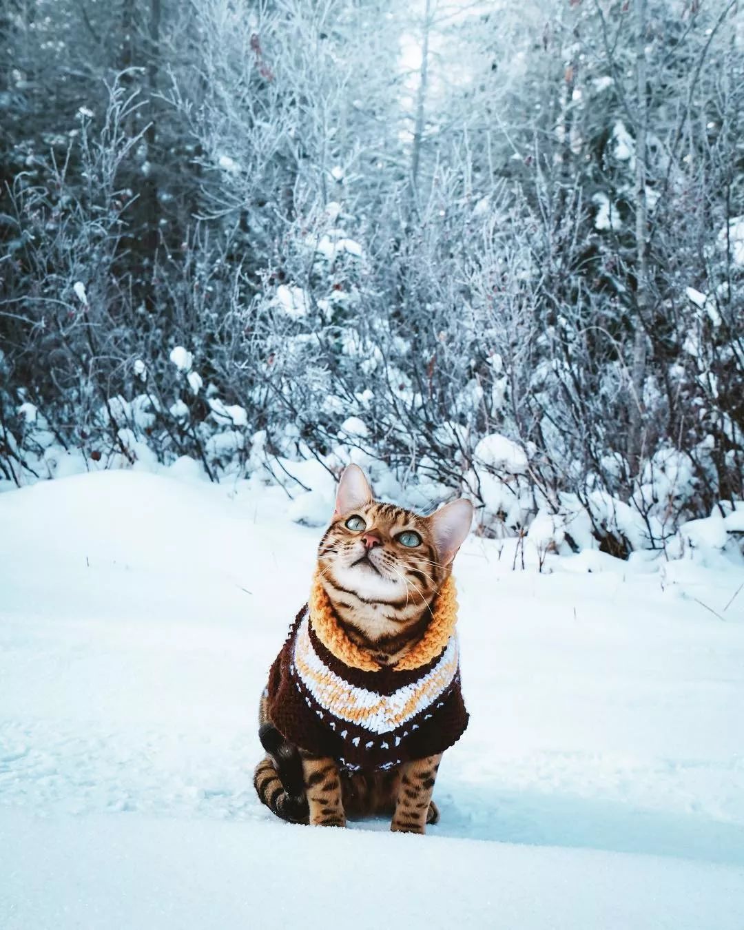 带猫旅行圈粉160万,这位另类博主亲身示范:释放天性太爽了!_suki