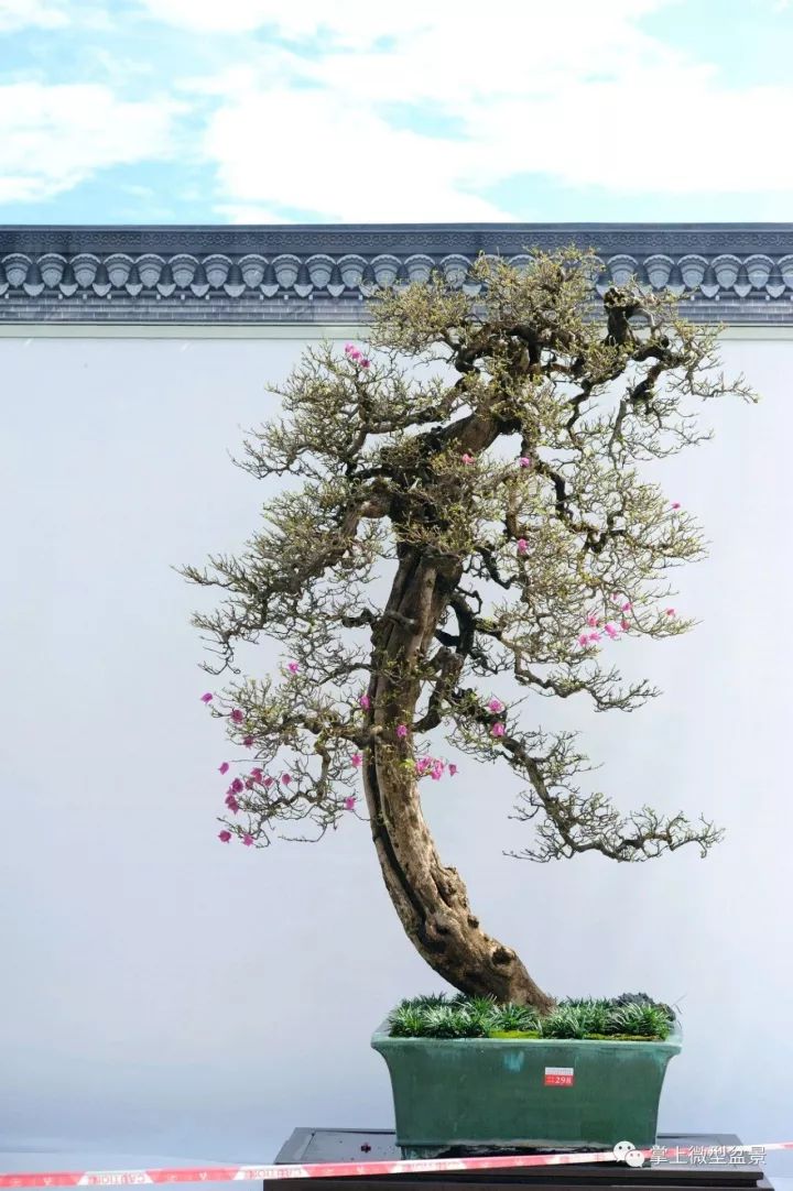 自然类树桩盆景造型10大式样